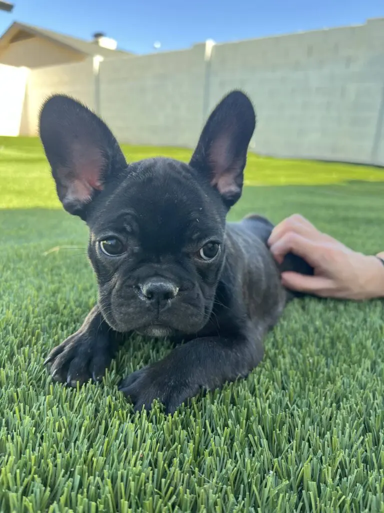 A black French Bulldog puppy lies on lush pet turf, looking towards the camera. A person's hand gently rests on its back. A stone wall and clear blue sky serve as the perfect backdrop.