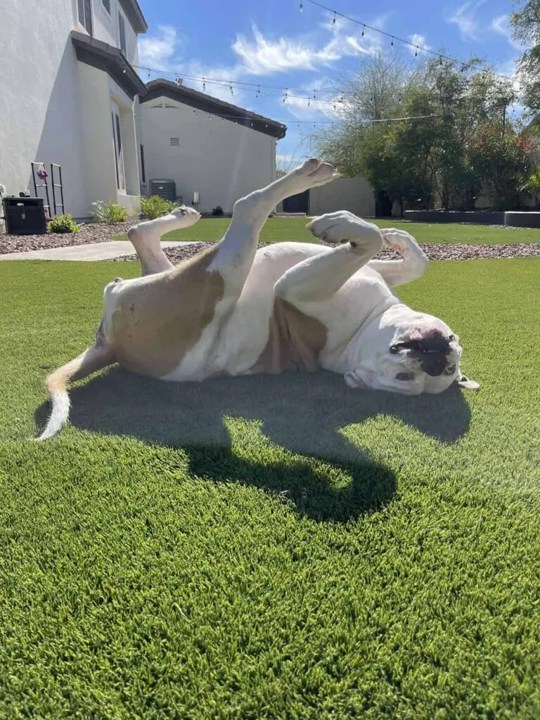 A bulldog playfully rolls on its back on the lush pet turf, enjoying the sunny day. A white house and trees are in the background under a clear blue sky.