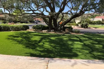 a big tree in a yard