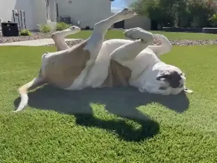 dog playing in the grass