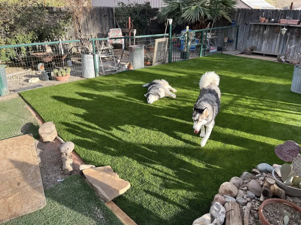 Two dogs frolic on a patch of pet turf in a fenced backyard. One dog runs joyfully while the other relaxes on the soft, green surface. The yard is adorned with a wooden fence, assorted plants, and charming garden decorations.
