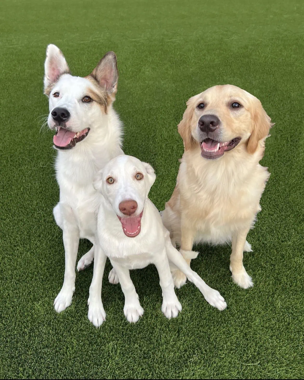 Three happy dogs sit together on a field of lush pet turf. The dogs include a fluffy white one with brown patches, a small white one with floppy ears, and a golden retriever. All are facing forward with bright expressions.
