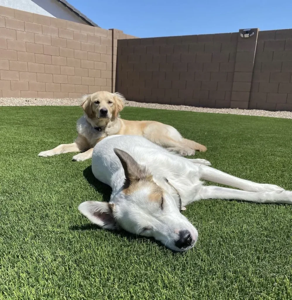 Two dogs are relaxing on the lush pet turf in a sunny backyard. A white dog with gray ears lies peacefully in the foreground, eyes closed, while a golden retriever lounges behind, gazing at the camera. A brown brick wall and a clear blue sky form the serene backdrop.