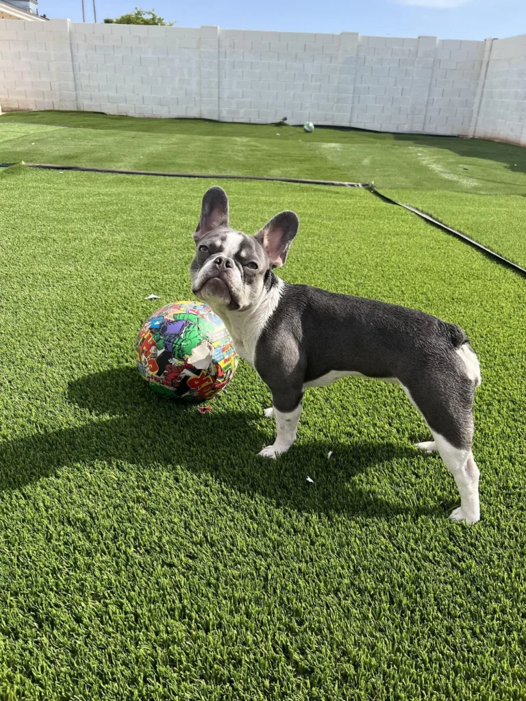 A French bulldog stands on green pet turf next to a colorful, patterned soccer ball. The dog gazes at the camera with its ears perked up. A white fence borders the yard in the background under a clear blue sky.
