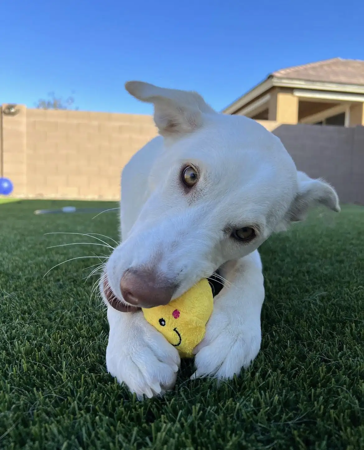 a white dog chewing a toy on a freshly installed artificial grass lawn by Apex Turf at a home in Phoenix AZ