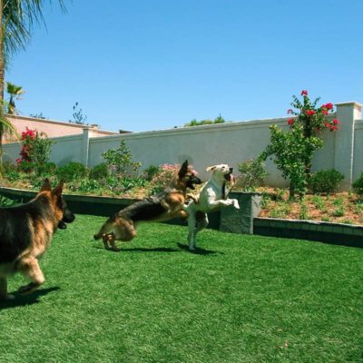 Three dogs frolic on a green lawn laid by Chandler's Pet Turf Experts under a clear blue sky. One dog leaps mid-air as another runs nearby. A wall and blooming bushes line the background, making it the perfect pet-friendly oasis.