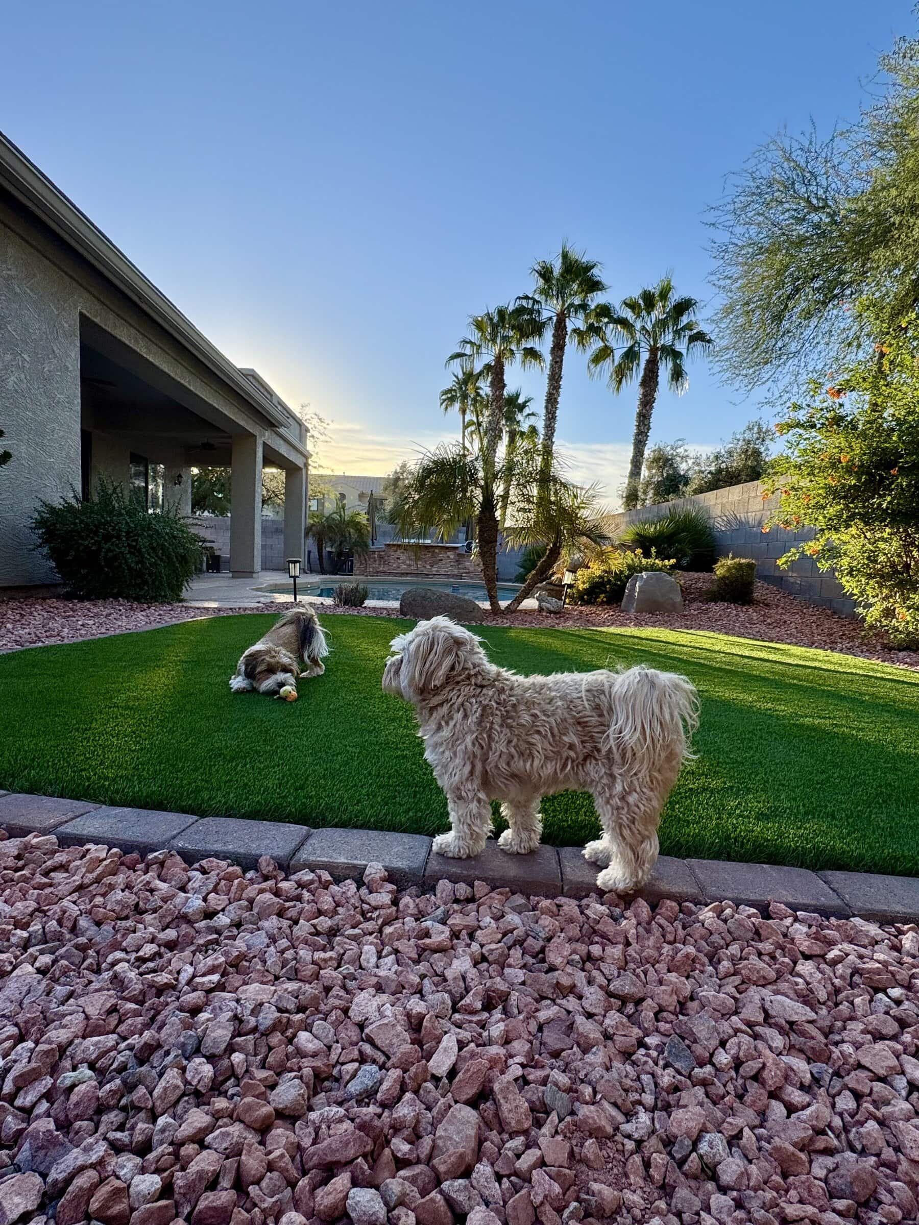 Two fluffy dogs enjoy the pet turf on a lawn surrounded by rocks in a backyard. One dog stands while the other rests on the grass. Palm trees and bushes frame the yard, with a house and patio in the background under a clear blue sky.
