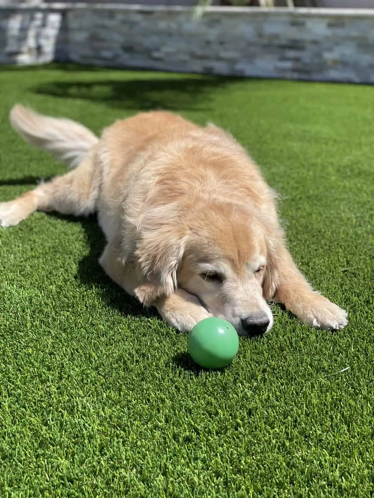 A golden retriever lies on lush pet turf, gazing intently at a green ball before it. The background features a stone wall and blurred plants, with the sunlight casting a serene glow over the scene, suggesting a calm and sunny day.