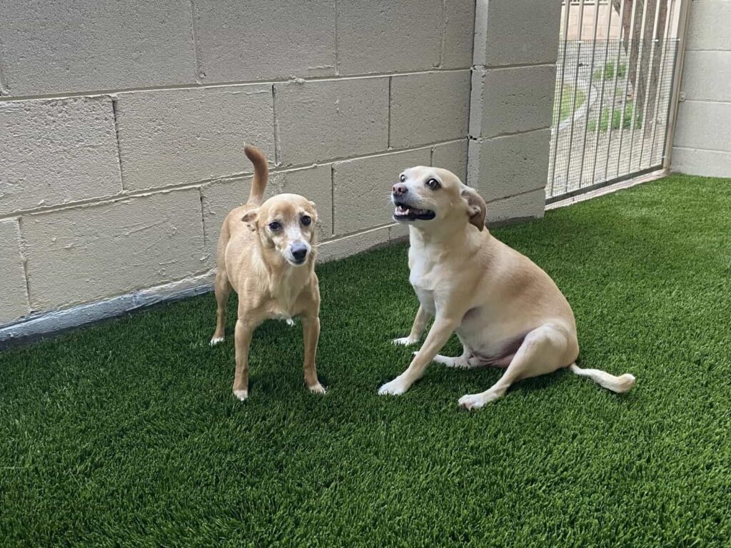 Two chihuahua's on artificial grass. One standing, one sitting. both with happy, playful looks on their faces