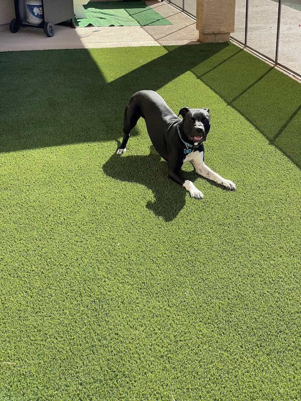 Dog squats down in playful stance on some cooling pet turf installed by Apex Turf