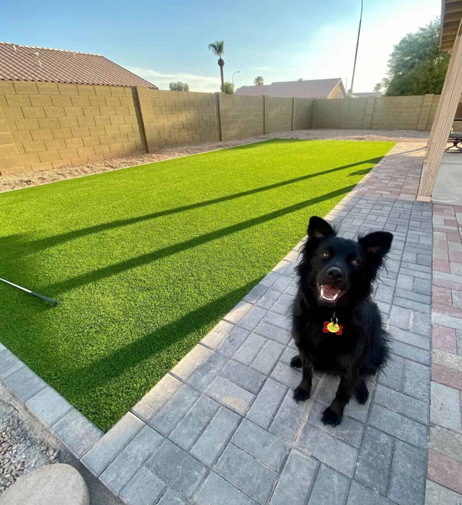 A black dog sits on a paved patio next to the bright green artificial turf lawn installed by Apex Turf. A broom rests on the lawn, with tall shadow lines stretching across it. In the background, a stone fence and a house with a tiled roof stand under the clear blue sky.