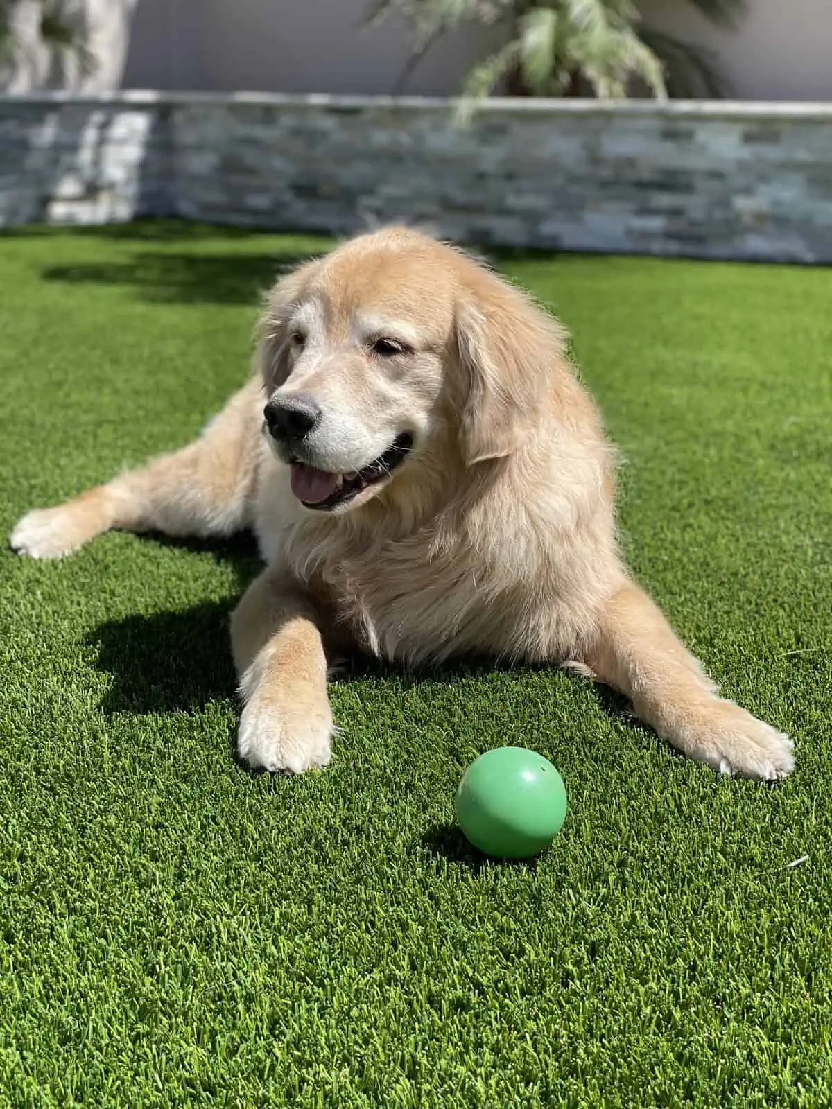 artificial grass installation chandler