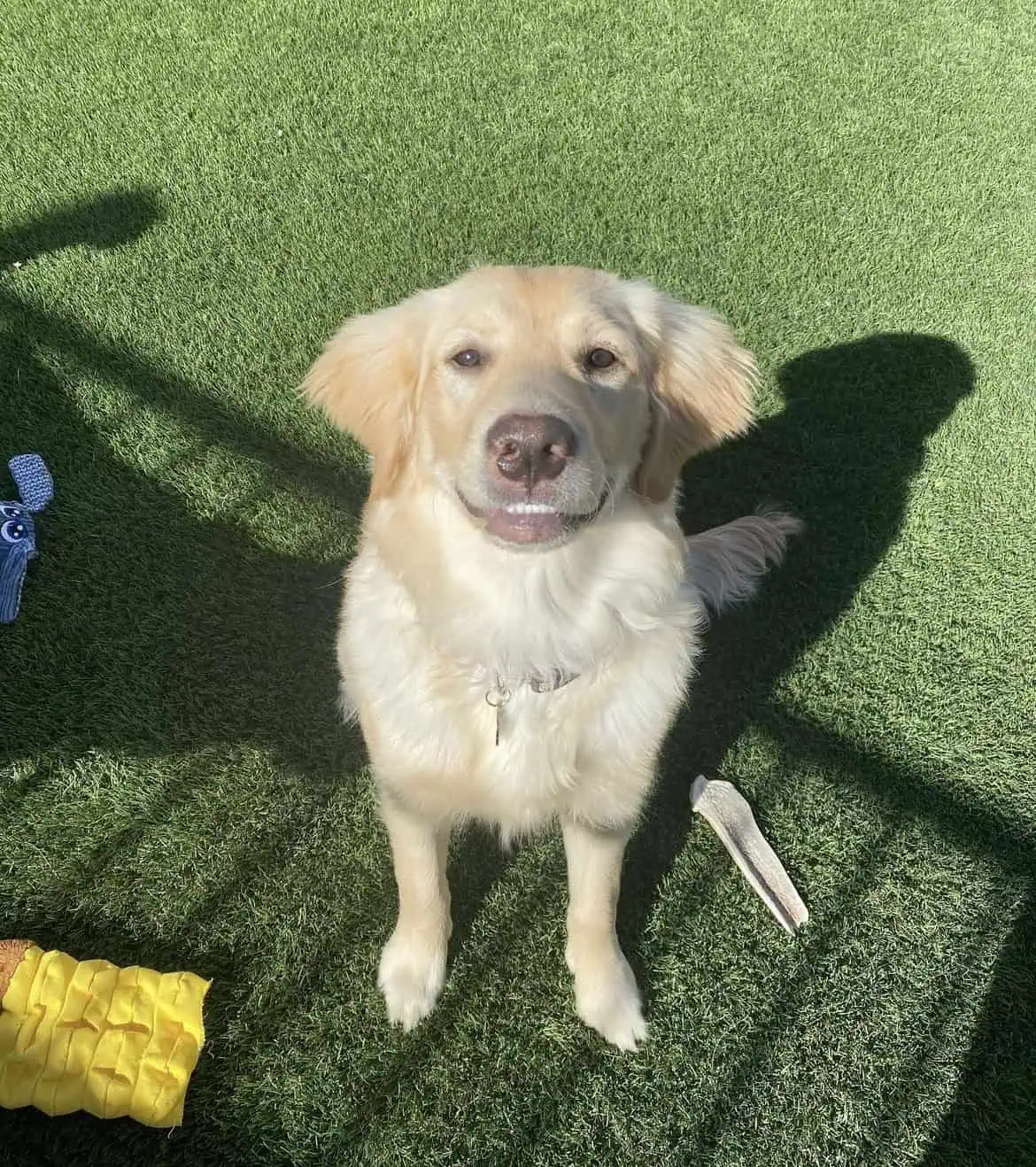 A white dog with one floppy ear and one upright ear is lounging on vibrant pet turf, facing forward and smiling. Its tail is relaxed, and the artificial grass beneath looks freshly cut and lush.