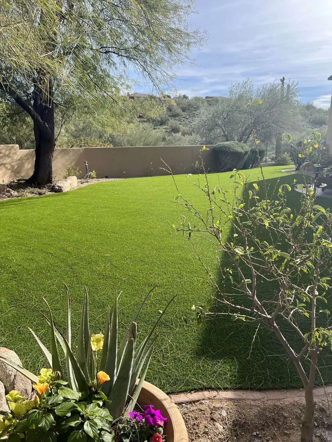 a peep into a Chandler backyard through some trees. Shows a large artificial grass back lawn, with an adobe style wall in the background.