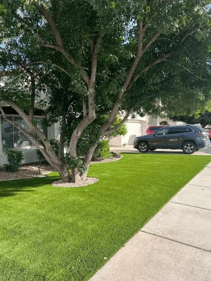 Front yard artificial turf in Tucson AZ. Large tree growing up through the middle of the lawn