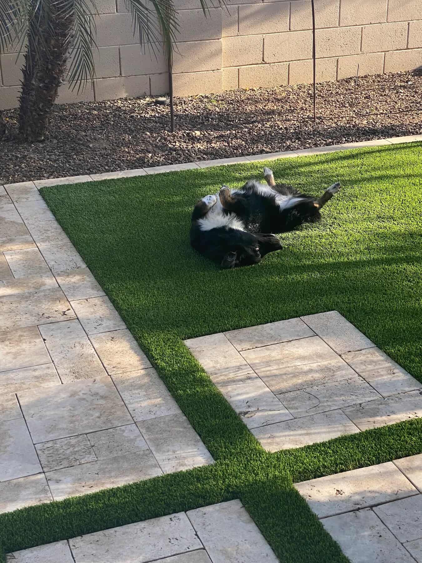 Black and white dog lying on its back on a synthetic turf lawn