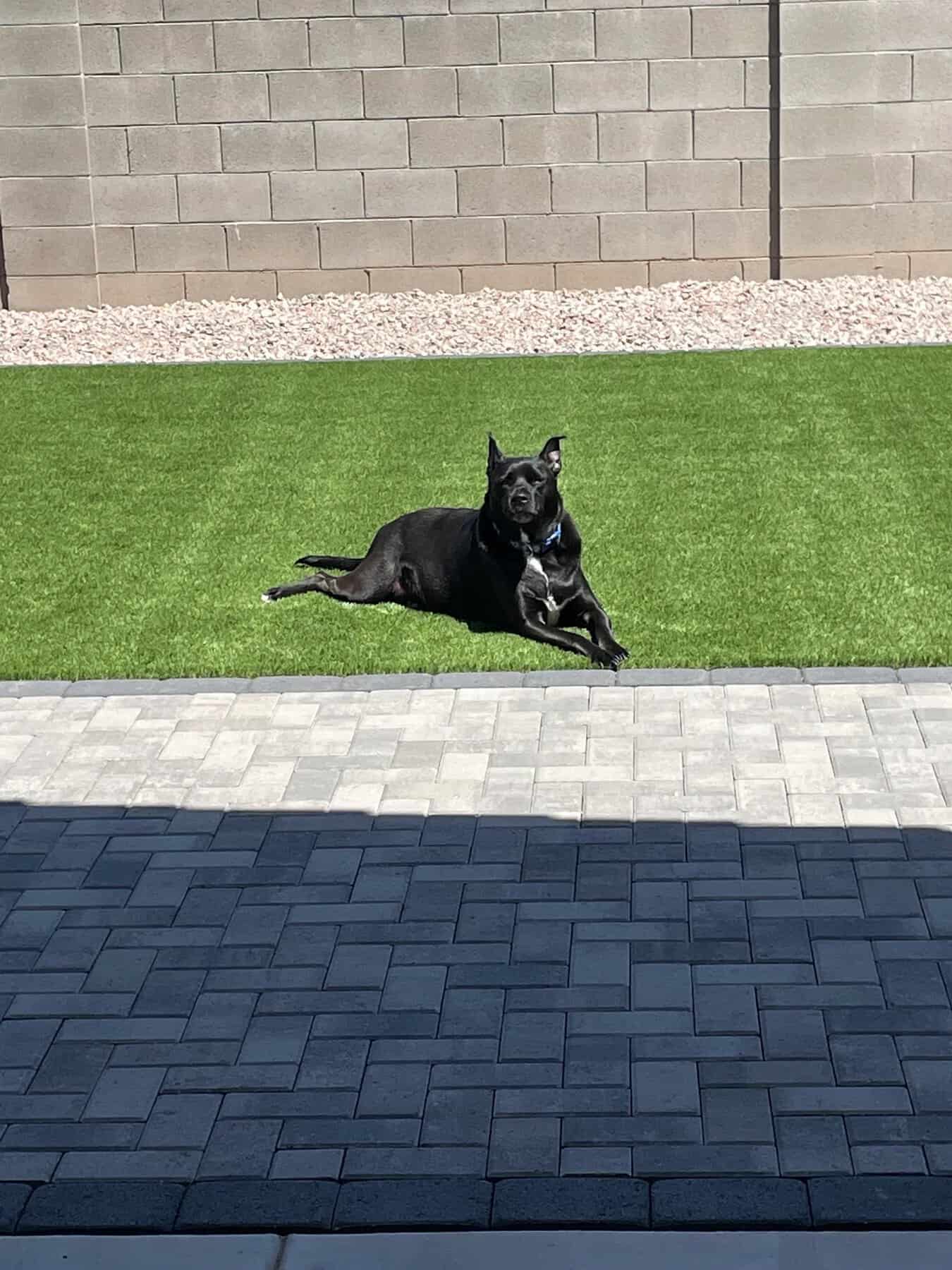 a black dog sits on the edge of an artificial grass lawn in a Tucson AZ backyard. He is enojying the cool blade artificial turf installed by Apex Turf