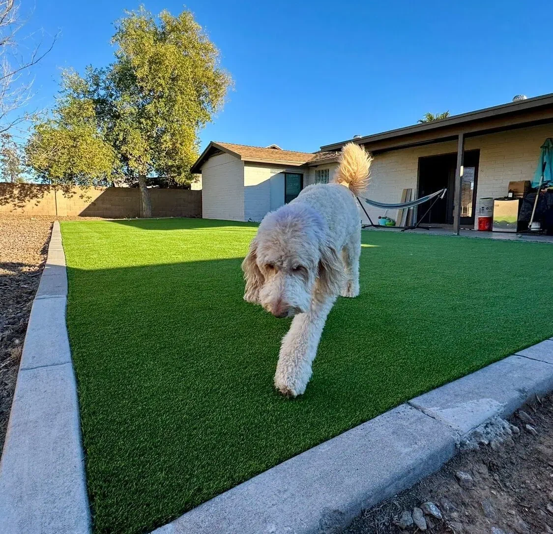 A dog walking on a synthetic turf lawn in Arizona. The dog walking is representing foot traffic and how it affects the cost of artificial turf