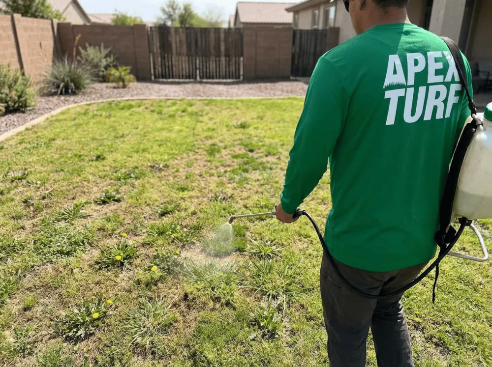 Apex Turf crew member in green long-sleeved uniform shirt spraying an existing natural grass lawn, in preparation for an artificial grass install